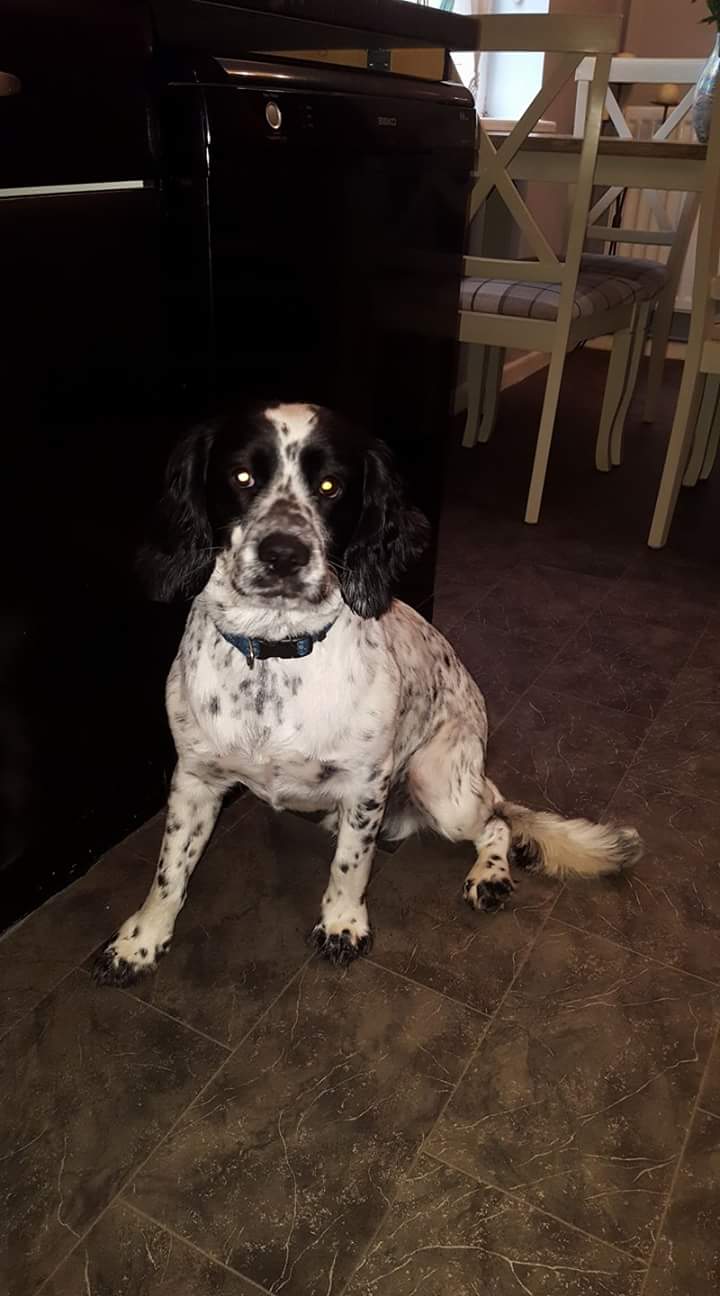 Pippin1961's Avatar